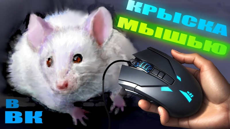 Нарисовал крысу мышкой в ВК граффити - на стене | Гильдия творческих ...