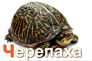 Азбука для детей. Учим буквы. - Буква Ч