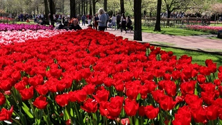 Keukenhof 2024 - So beautiful! Colorful Tulips in bloom - 4K
