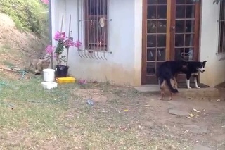 Sneaking Lion Cub Gives Dog Fright