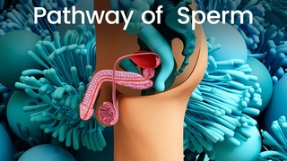 3D Sperm Production: Prepare to be Amazed!