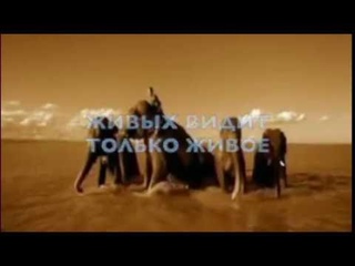 SACRAL NIRVANA  “Если бы ты только знал...“