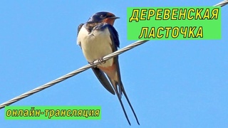 #онлайн_трансляция  #гнездо_деревенской_ласточки ночь 14-15 июня 2023 года.