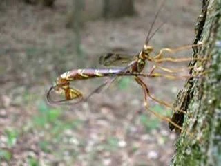 Наездник мегарисса (Megarhyssa macrurus) заражает личинку рогохвоста