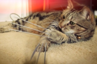 X-Men Origins: Wolverine Cat