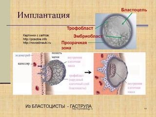 Эмбриология. 2. Начальный период: дробление, имплантация. Гаструляция 1.