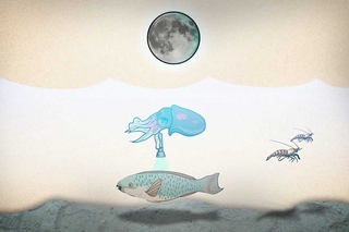 The Hawaiian bobtail squid - when science and nature collide