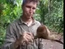Silky Anteater