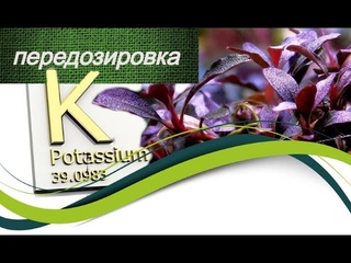 ПЕРЕДОЗИРОВКА КАЛИЯ В АКВАРИУМЕ