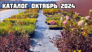 Каталог октябрь 2024Воронеж. Отправка по России. #зкс #саженцыкустарников