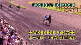 Бега Орловских Рысаков 2х лет - Гордость Поморья 2024