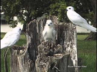 White Tern, Midway Island, 1999