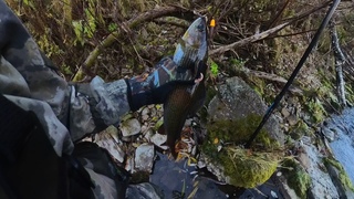ОТЛИЧНАЯ РЫБАЛКА НА ХАРИУСА, УДОЧКА+ГОРНАЯ РЕЧКА АМЗАС Часть - 2.