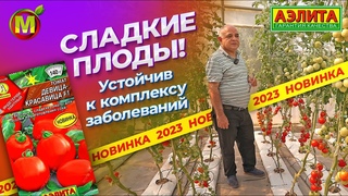 ЭТО ОЧЕНЬ ВКУСНЫЙ ТОМАТ! Новинка 2023 - высокорослый томат ДЕВИЦА-КРАСАВИЦА F1