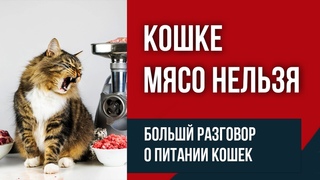 Большой разговор о питании кошек