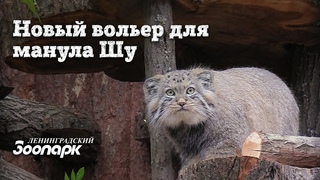 Новый вольер для манула Шу!