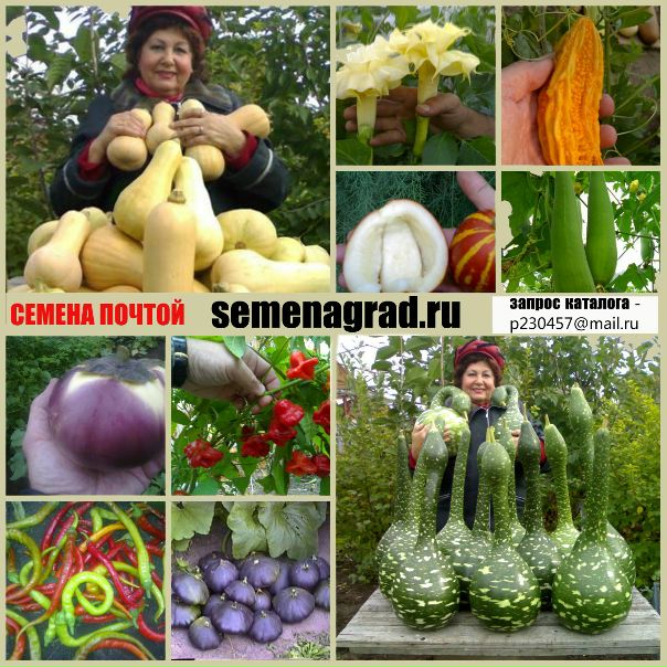 Семена Сад Верея Интернет Магазин