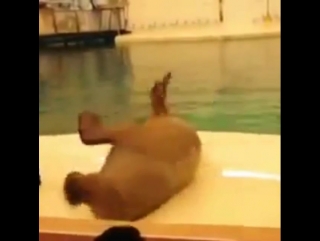 мужчина танцует танец маленьких лебедей. танец маленьких лебедей прикольный. моржи тюлени морские котики. танец моржа. танец моржа.