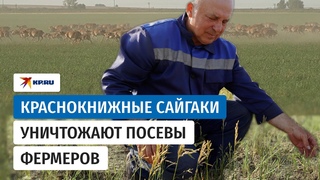 Миллион краснокнижных сайгаков вытоптали урожай фермеров в Саратовской области