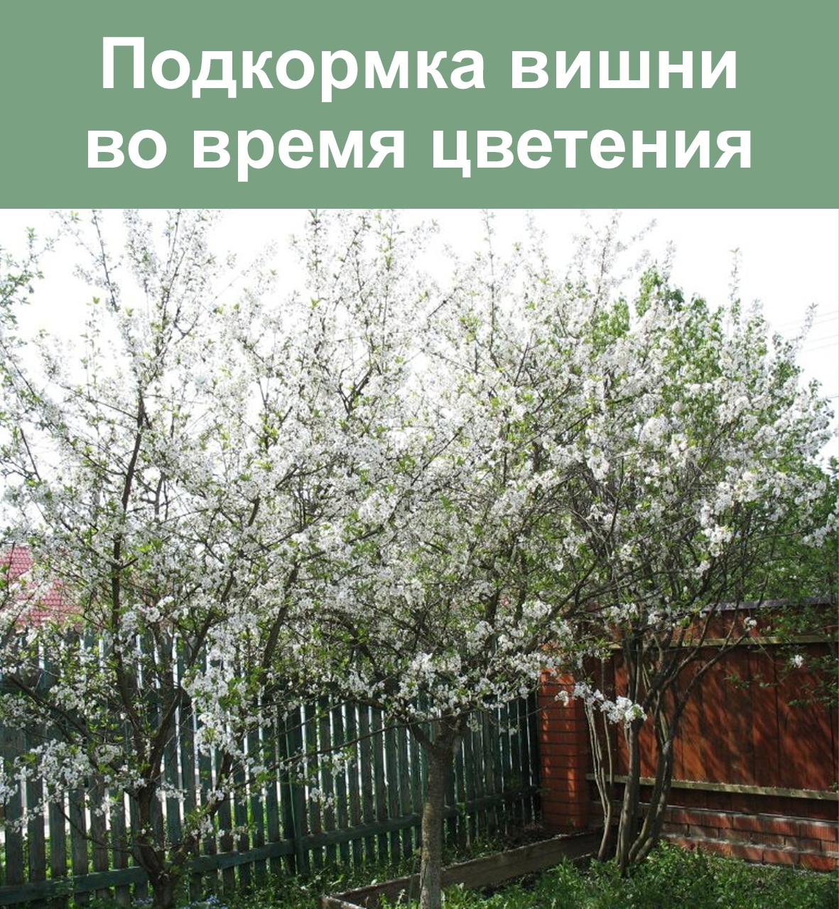 Вишня путинка фото дерева Вишня путинка фото дерева