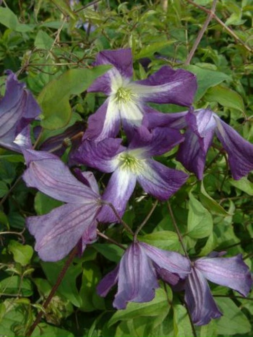 Саженцы клематиса констанс купить в Москве по цене от 1700 рублей
