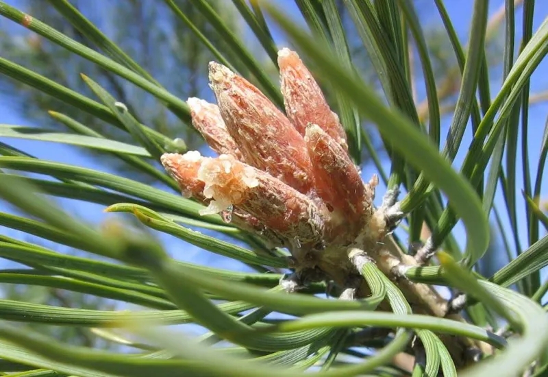 Почки сосны фото Почки сосны фото