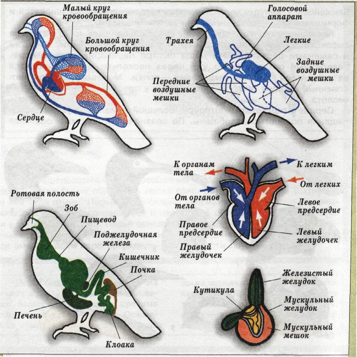 Системы органов птиц 7 класс биология