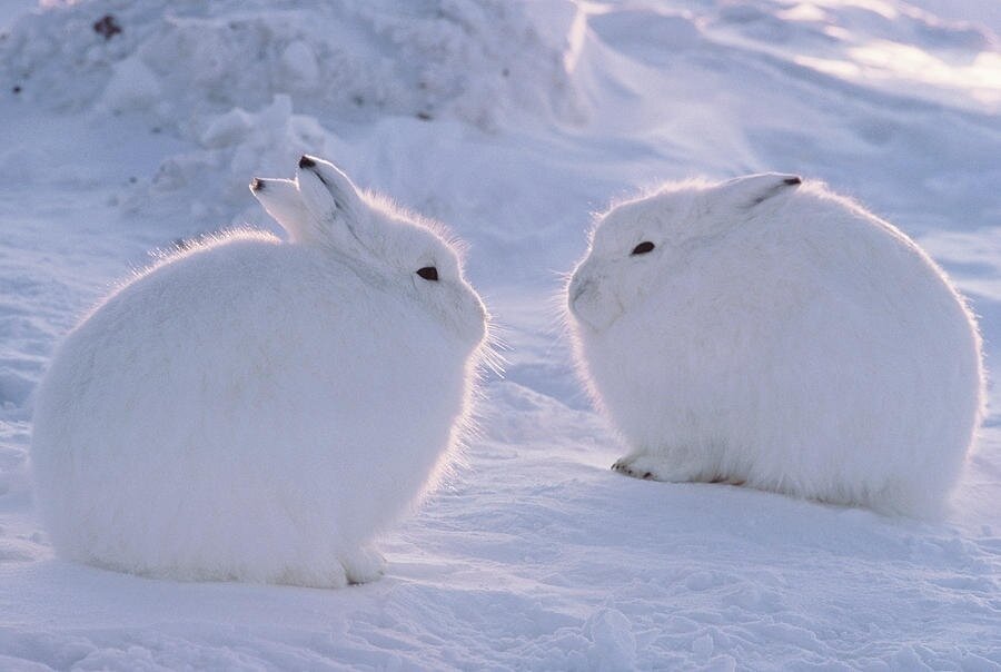 Эти кругляши - aрктические белякиКакие эти беляки милые)
