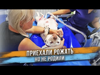 Собака может родить 30 щенков! Очень большой живот.