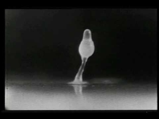 John Bonner’s slime mold movies