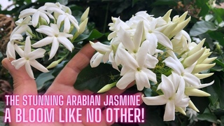 The Stunning Arabian Jasmine: A Bloom Like No Other! #jasmine #jasmineplant #gardening #houseplants