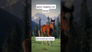 Цени людей. автор-Таня Самаль, исп. ИИ.#лараизмахмутлара#дуэт #turkey#новости #стихи#песни# мудрость