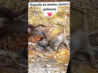 Всем мамам и папам - ПРИМЕР как надо защищать своих детей