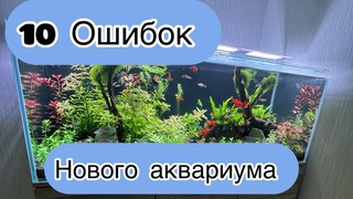 10 ошибок нового аквариума/первый запуск/водоросли