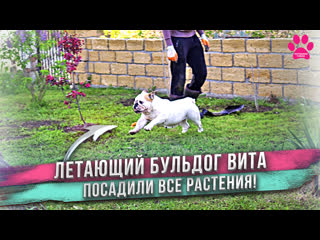Летающий бульдог Вита! Посадили все деревья и растения! Лечение кожи Блюберри. Готовим рыбу Дорадо.