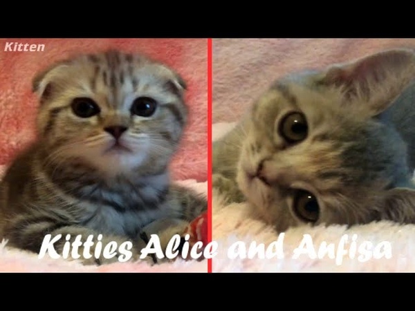 Мой котик алиса. Алиса покажи алиса покажи кота майкуна. Алиса кошка из ютуба. Кошка алиса. Мой котик алиса.