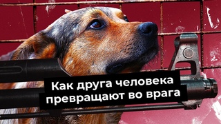 Бездомная Россия: почему собаки нападают на людей и как это исправить | Нищета приютов и законы