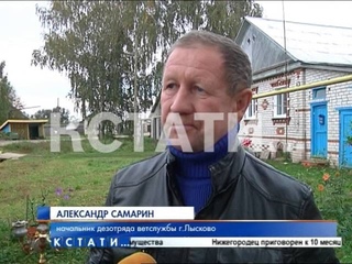 Кабан-секач в детском саду - нашествие грибников спровоцировало переселение животных