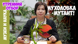 Мутант венериной мухоловки, разучившийся считать. Наталья Носова