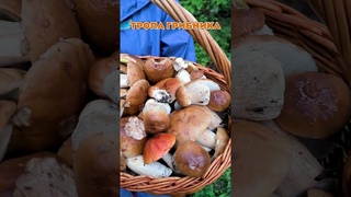 Грибники В Шоке - Полные Корзины Белых Грибов. Boletus Edulis. #БелыеГрибы #BoletusEdulis #Грибы2024