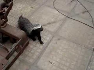 Hurón acechando a mi gata