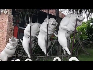 Балтийские СВИНЬИ #BALI #INDONESIA CUTE Balinese PIGS